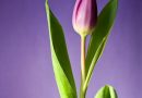 Farverige tulipantræer: Opdagelsesrejse i naturen