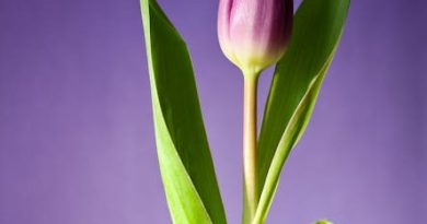 Farverige tulipantræer: Opdagelsesrejse i naturen